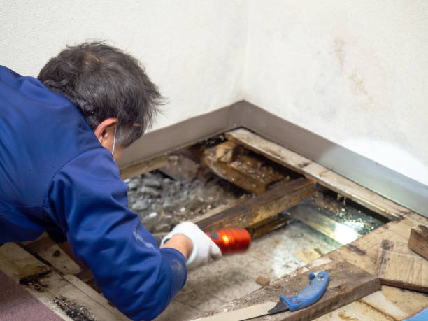 Best Mold Remediation for Specific Building Types in Venersborg, WA