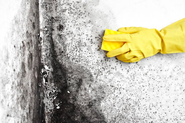 Best DIY Mold Remediation Support Services in Venersborg, WA