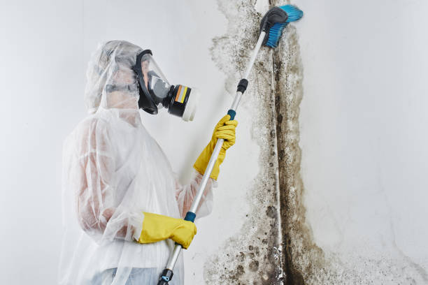 Best Bathroom Mold Remediation in Venersborg, WA