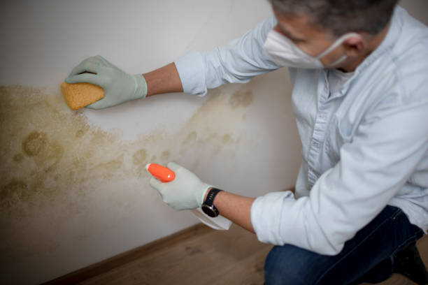 Best Kitchen Mold Remediation in Venersborg, WA