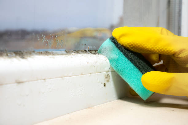 Best Basement Mold Remediation in Venersborg, WA