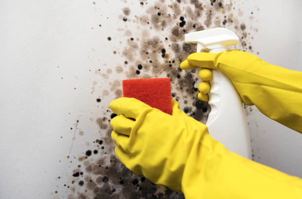 Best Health and Safety Mold Remediation in Venersborg, WA