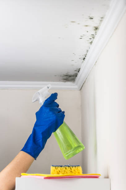 Best Mold Remediation for Specific Building Types in Venersborg, WA