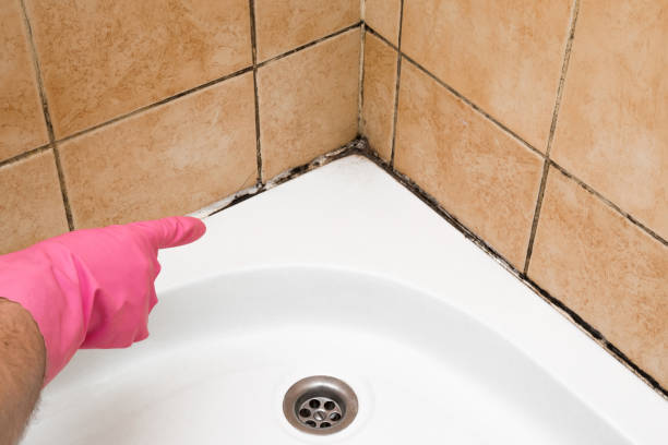 Professional Mold Remediation in Venersborg, WA